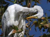 Egret9.jpg