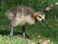 Gosling4.jpg