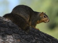Squirrel2.jpg