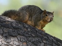 Squirrel3.jpg