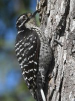 Woodpecker10.jpg