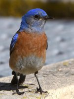 Bluebird4.jpg