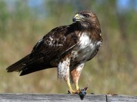 Hawk12.jpg