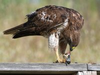 Hawk13.jpg