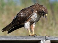Hawk19.jpg