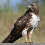 Hawk21.jpg