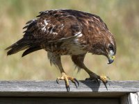 Hawk24.jpg