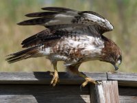 Hawk25.jpg
