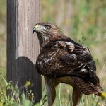 Hawk27.jpg