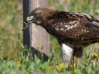 Hawk28.jpg