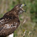 Hawk31.jpg