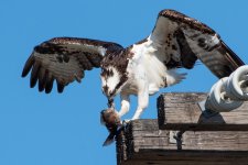 OspreyMeal-500.jpg