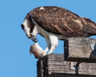 OspreyMeal-501.jpg