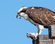 OspreyMeal-502.jpg