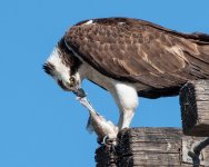 OspreyMeal-503.jpg