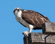 OspreyMeal-504.jpg