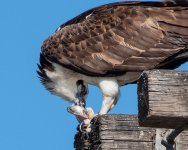 OspreyMeal-505.jpg