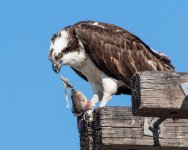 OspreyMeal-506.jpg