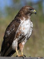 Hawk22.jpg