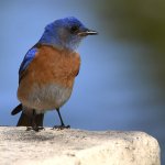 Bluebird.jpg