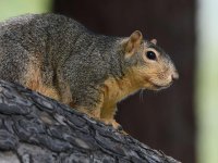 Squirrel4.jpg