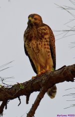 DSC_9786_001.JPG