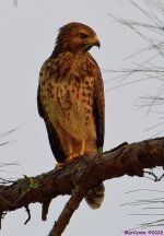 DSC_9790_001.JPG
