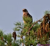 DSC_9828_001.JPG