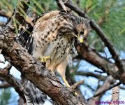 DSC_9855_stitch4_001.JPG