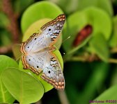 DSC_9880_001.JPG