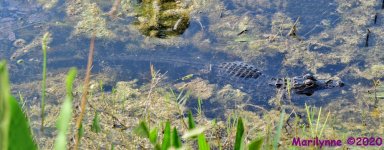 DSC_9889_stitch9_001.JPG