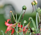 DSC_9901_001.JPG