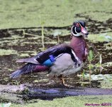 DSC_9914_001.JPG