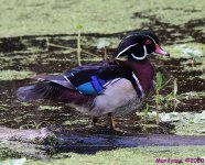 DSC_9918_001.JPG