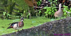 DSC_9951_stitch_001.JPG