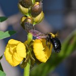 Bee.jpg