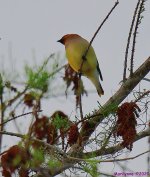 DSC_9959_001.JPG