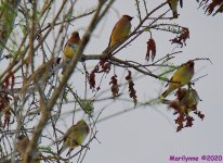 DSC_9961_001.JPG