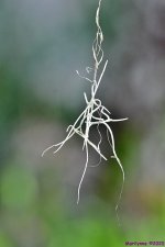 DSC_0035_001.JPG