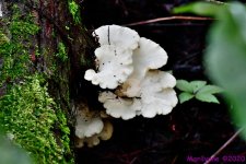 DSC_0037_001.JPG