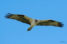 OspreyFlight-550.jpg