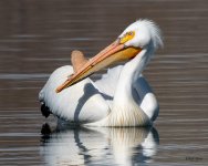 Pelican-520.jpg