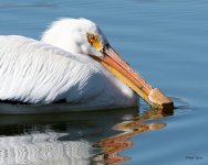 Pelican-524.jpg