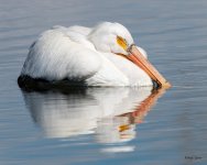 Pelican-523.jpg