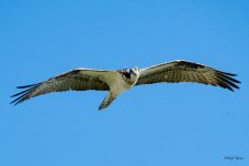 OspreyFlight-551.jpg