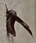 _ROY9629_00001.jpg