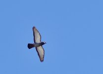 _ROY9579_00001.jpg