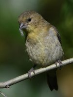 Goldfinch8.jpg