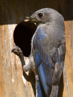 Bluebird7.jpg