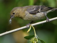 Goldfinch5.jpg